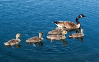 madre pata y patitos orientadorweb